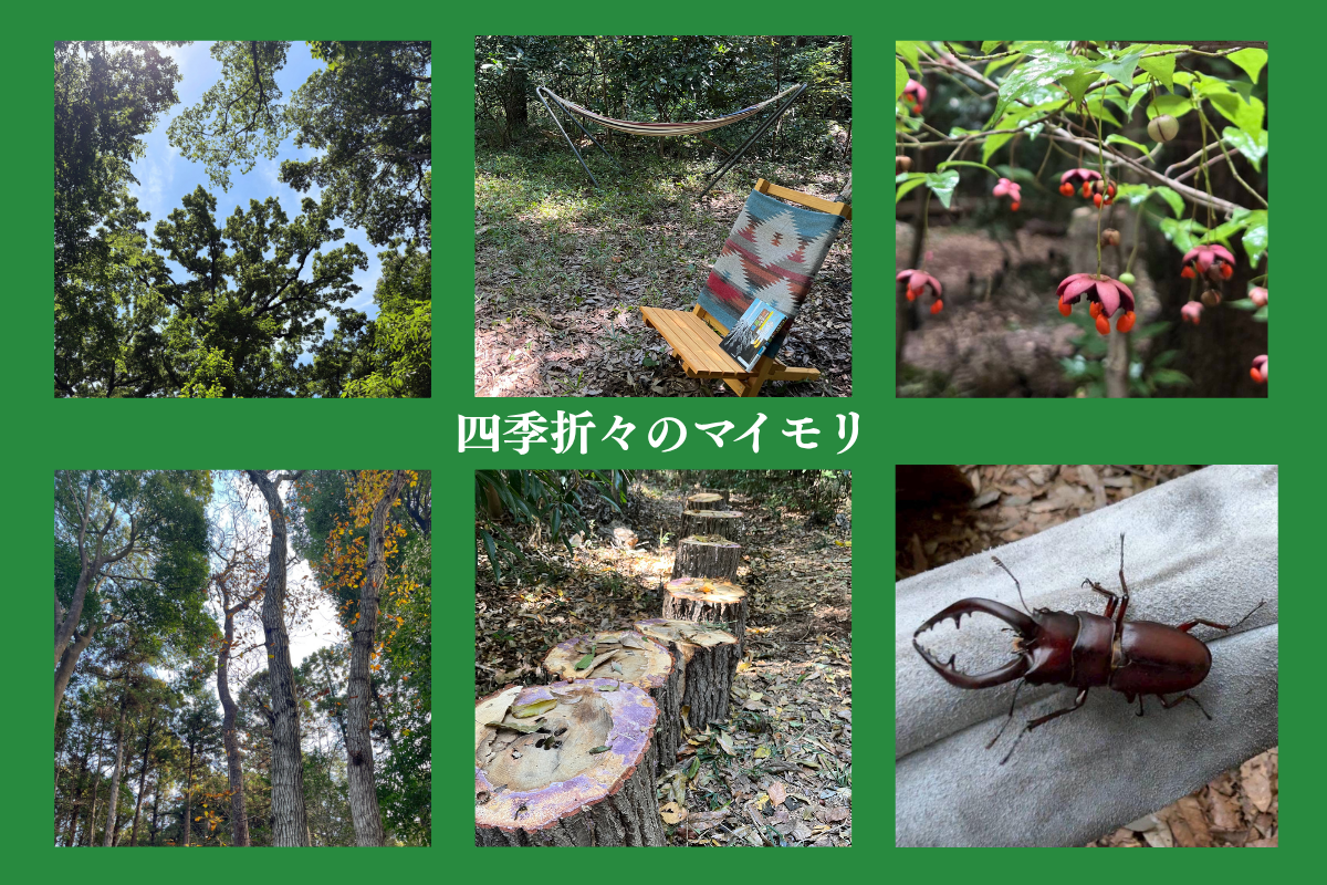四季折々のマイモリ