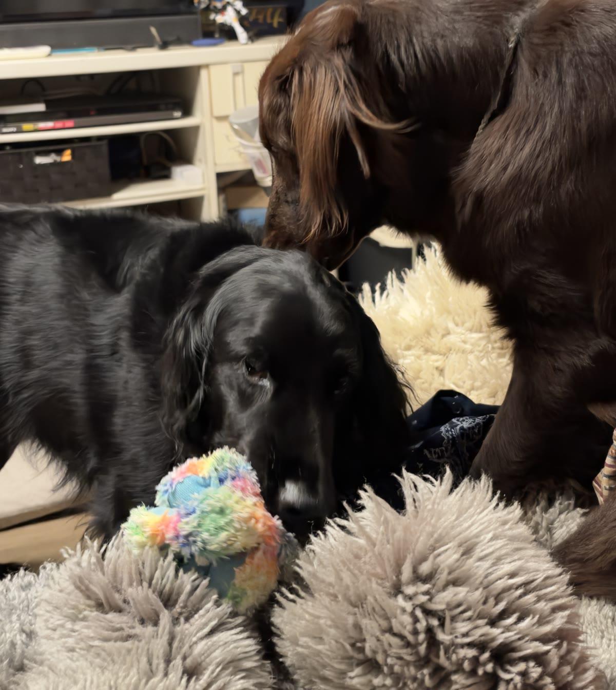 家で、先住犬に「遊んで」と迫るリオ