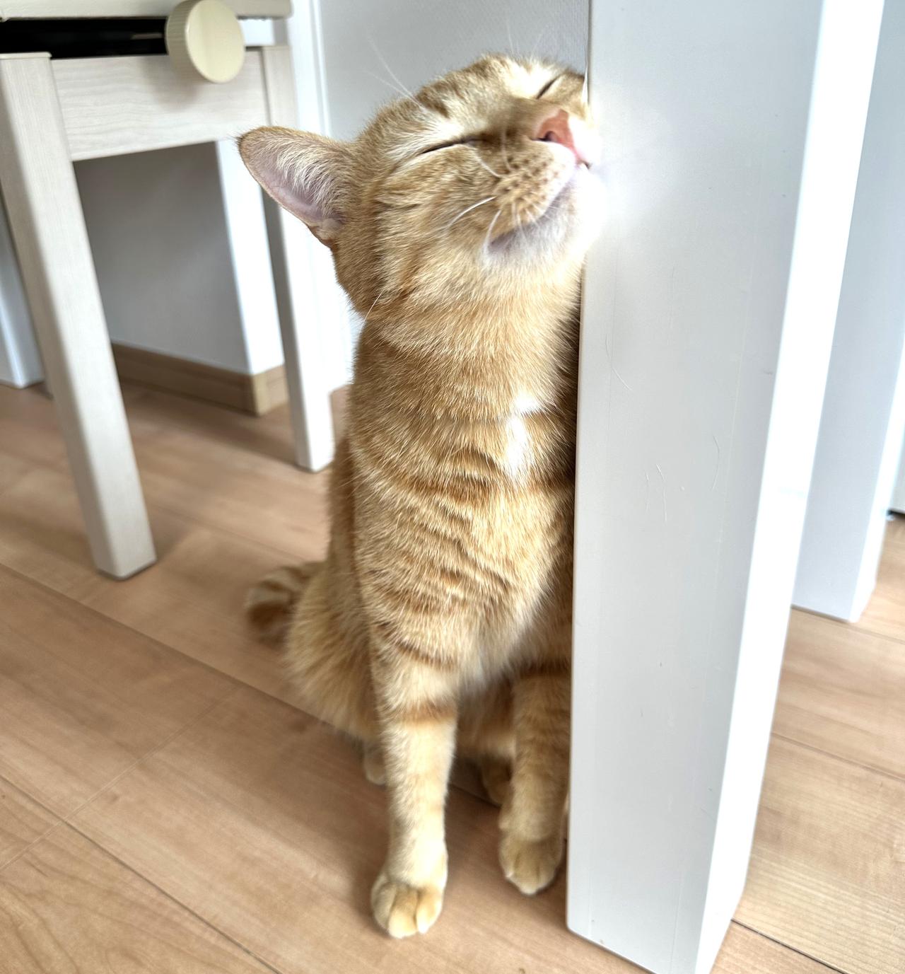 すべての猫たちに、安心して眠れる場所を。東葛西のシェルターWithCat
