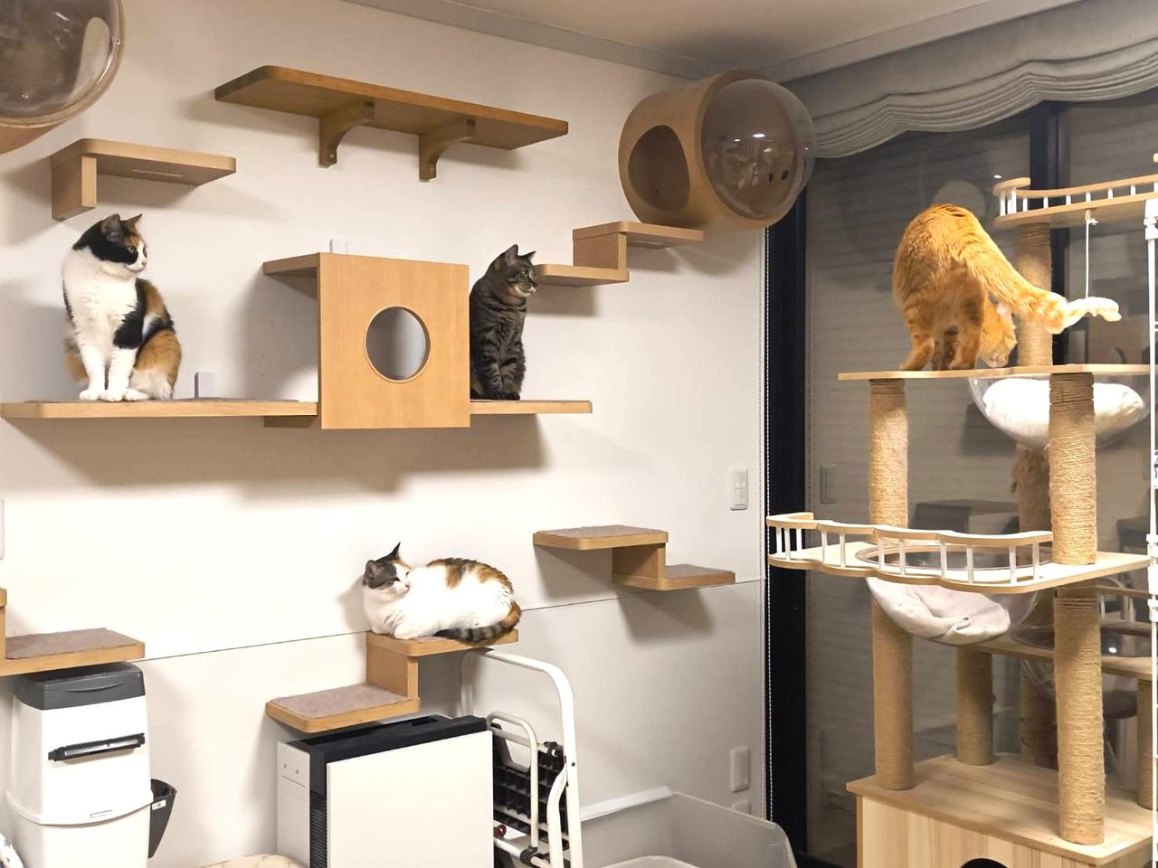 すべての猫たちに、安心して眠れる場所を。東葛西のシェルターWithCat