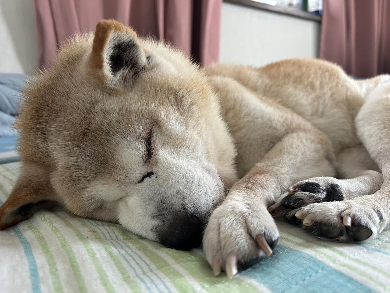 手放される前に