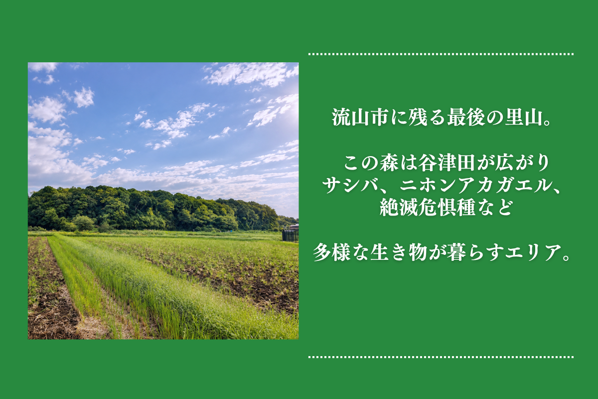 マイモリ