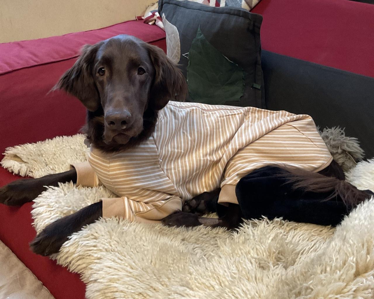1月、術後の服でソファにいるリオ