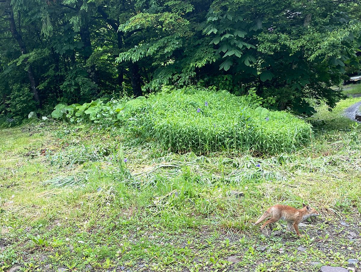 きつね