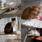 保護ねこカフェ ねこの木