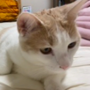たつざきなおき