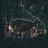Deer Forest