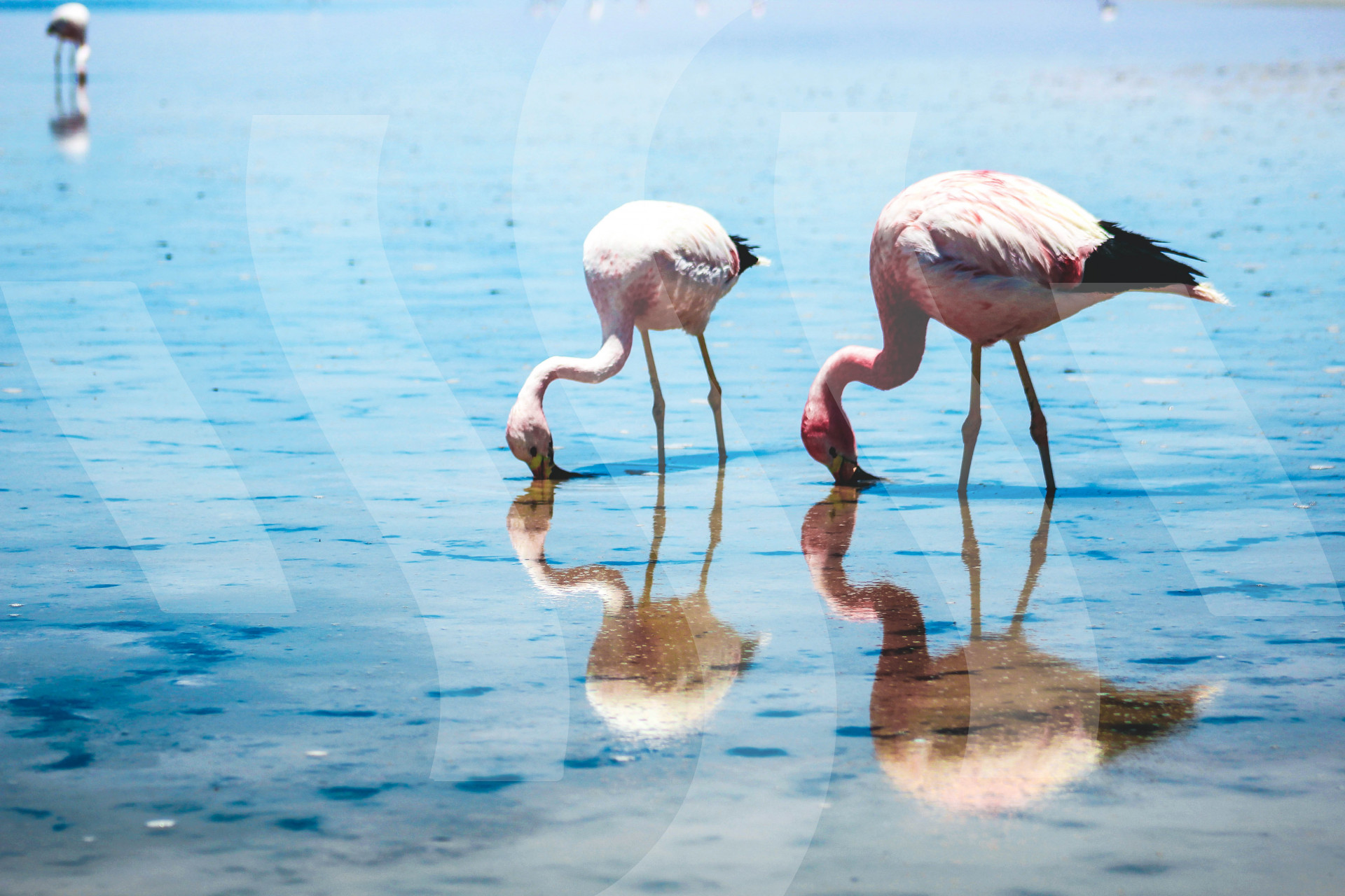Flamingo Heads in Sand 2