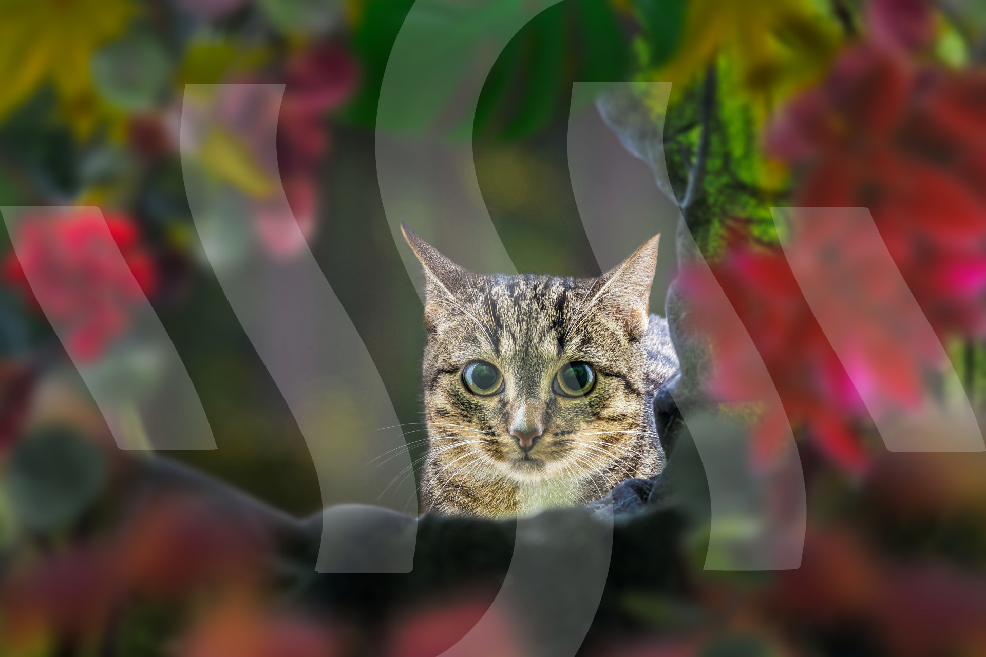 Cute kitten in a bush