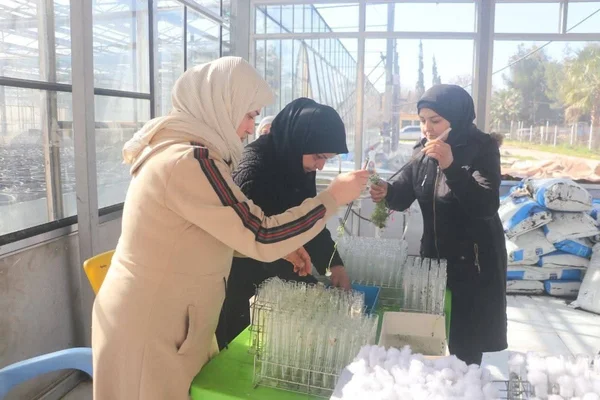 طرطوس تطلق خطة وطنية لتعزيز إنتاج بذار البطاطا محلياً