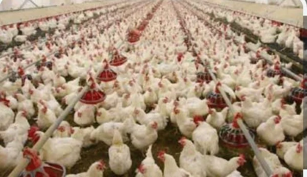 انخفاض أسعار الفروج في سوريا ينعش الأسواق ويهدد المربين