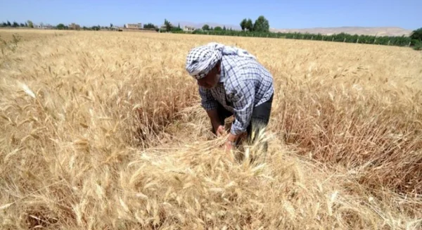 خطط لتوسيع إكثار البذار في سوريا لتعزيز الأمن الغذائي