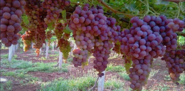 انخفاض أسعار العنب بدرعا يرضي المستهلك ويغضب المزارعين