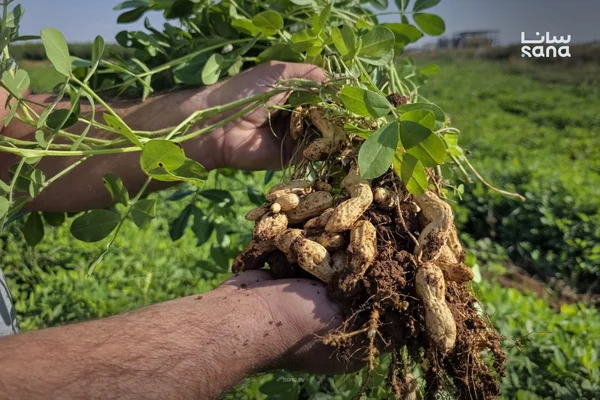 بدء موسم جني الفول السوداني في منطقة الغاب بحماة