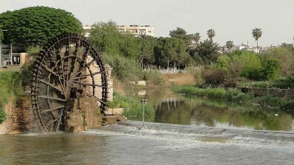 سوريا تنظم تربية الضفادع بشروط بيئية وصحية جديدة بهدف التصدير