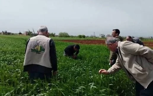 توقعات بإنتاج 13 ألف طن قمح إكثاري في دير الزور للموسم الحالي