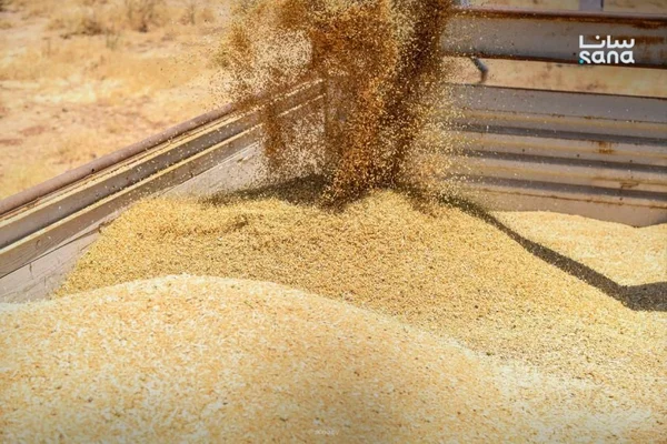 السورية للحبوب تسهل شحن أقماح الحسكة إلى دمشق وحمص