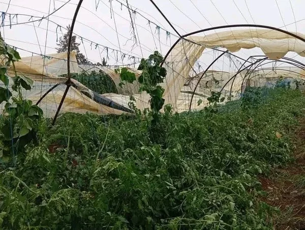صندوق التخفيف من الكوارث يعزز دعمه للقطاع الزراعي السوري