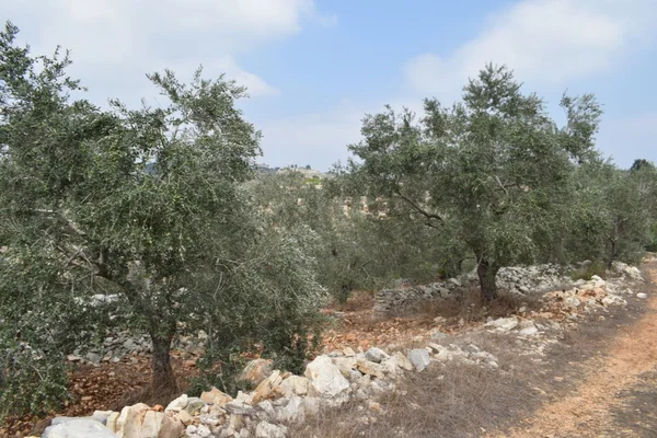 قفزة كبيرة في إنتاج الزيتون بمحافظة طرطوس هذا الموسم