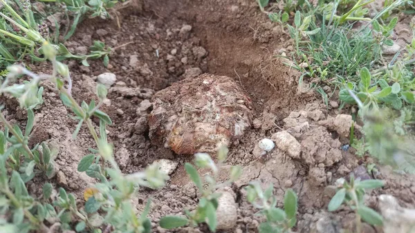 موسم الكمأة السوري: بحث عن الرزق وسط مخاطر الألغام