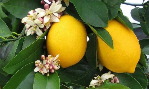 أزمة اقتصادية تواجه مزارعي الحمضيات في محافظة طرطوس السورية