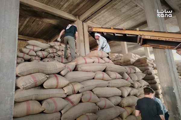 فرع إكثار البذار بحماة يستلم 8300 طن من المحاصيل