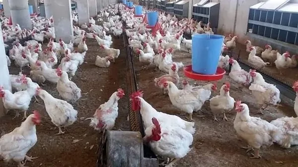 تقلبات أسعار الدواجن في حماة.. بين ارتفاع جنوني وخسائر للمربين