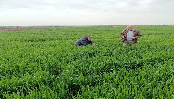 قمح درعا يتعافى من الانحباس المطري ويُبشر بغلة وفيرة