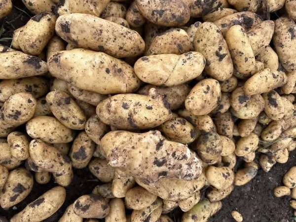 زيادة إنتاج البطاطا الربيعية في طرطوس إلى أكثر من 33 ألف طن