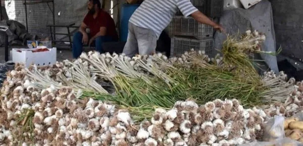 مزارعو درعا يبدأون تسويق الثوم وسط مخاوف من انخفاض الأسعار