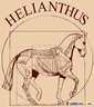 HELIANTHUS Alaptáp
