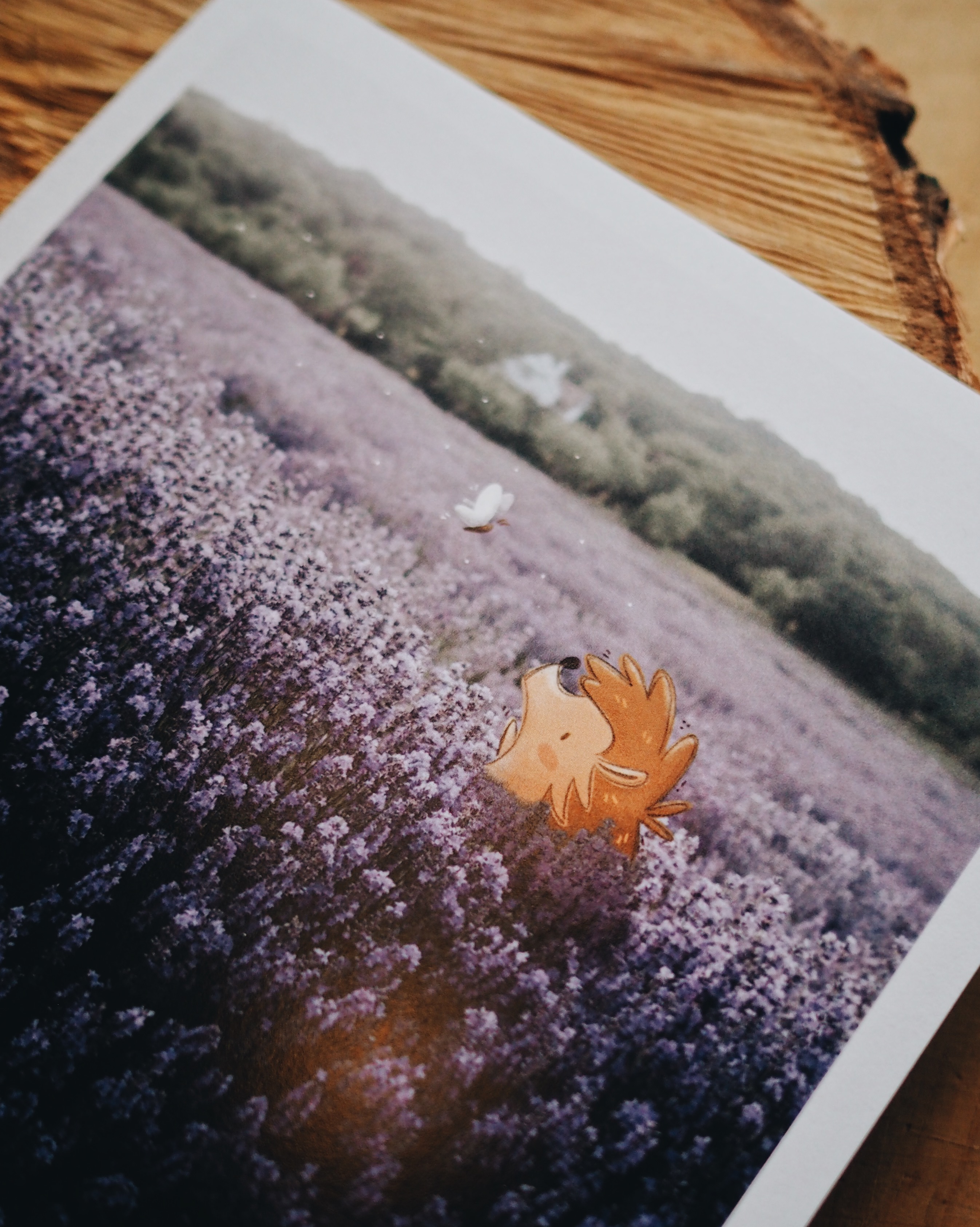 SÜNI levendulában ⟡ print 15x15cm