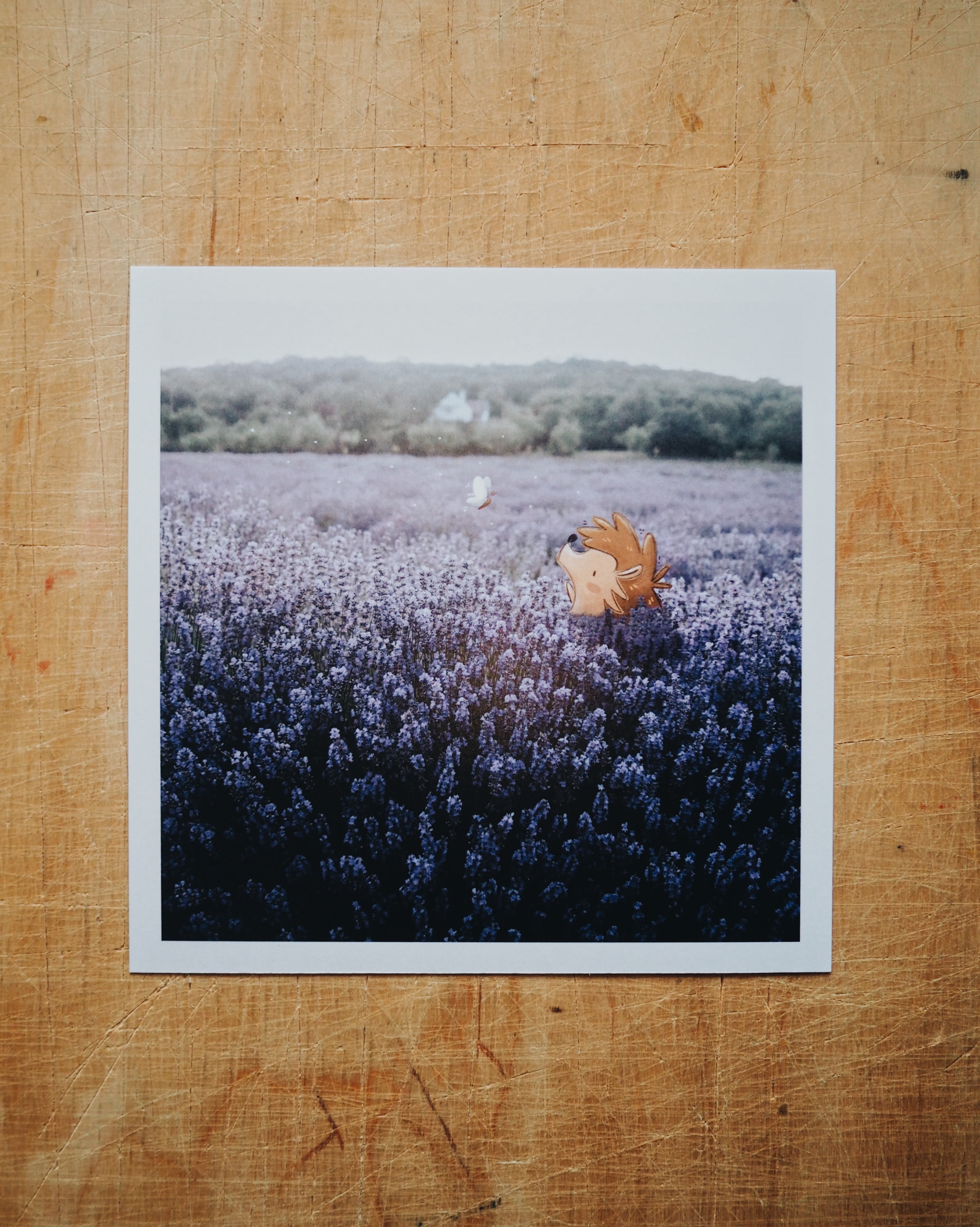 SÜNI levendulában ⟡ print 15x15cm