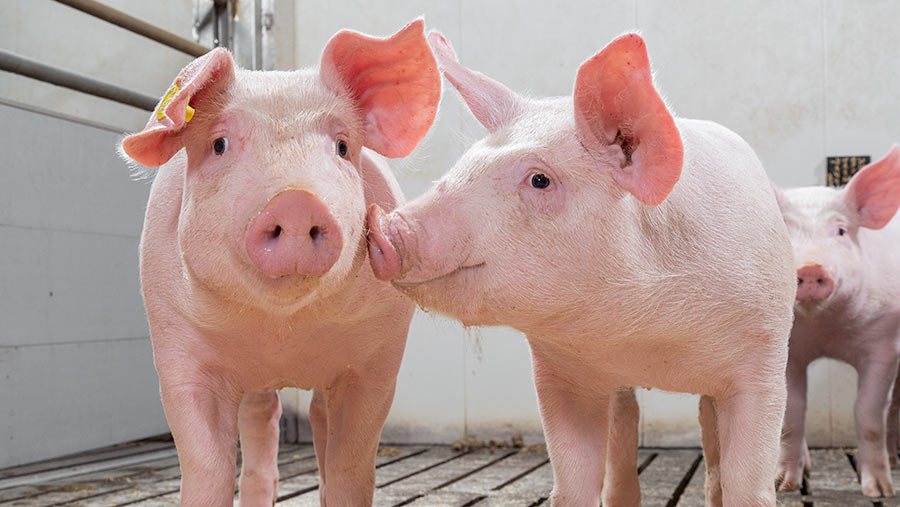 pig