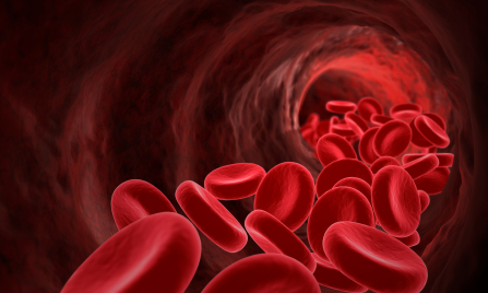 blood vessel