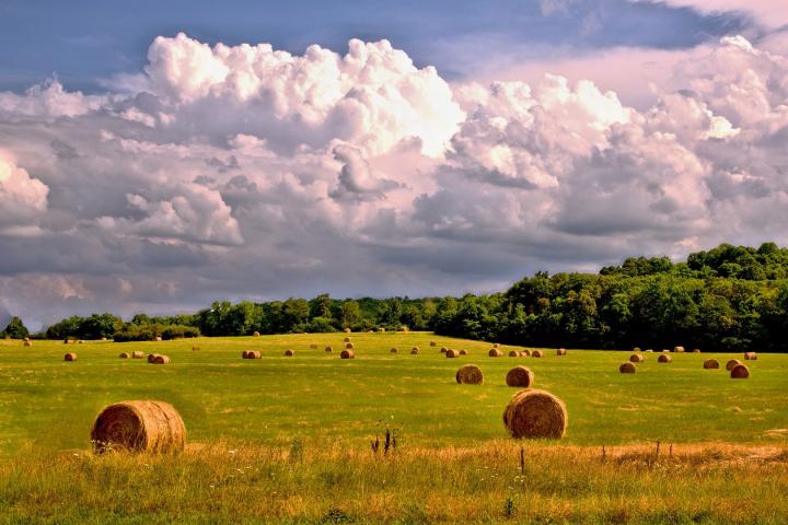 sierpień