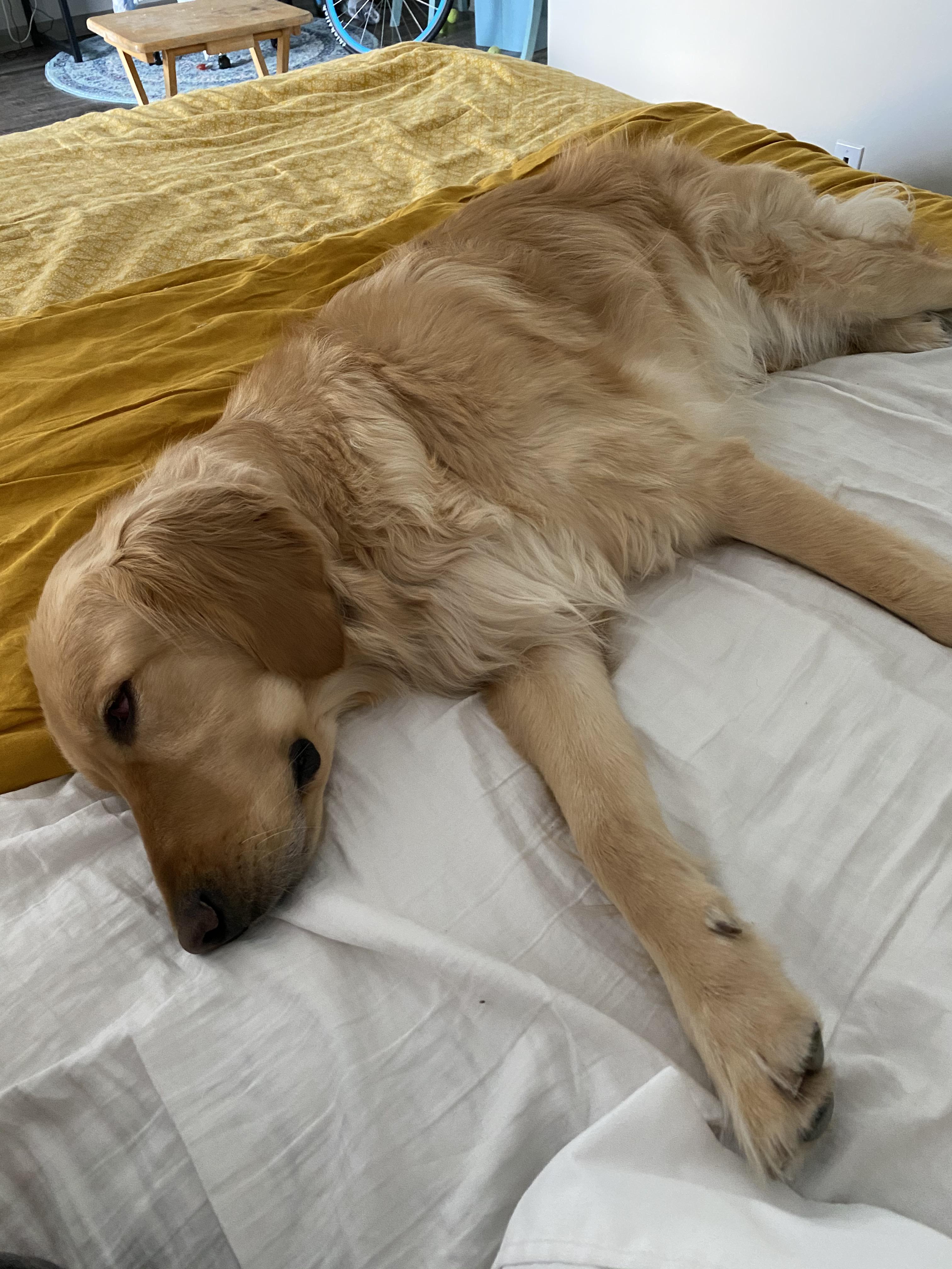 dog