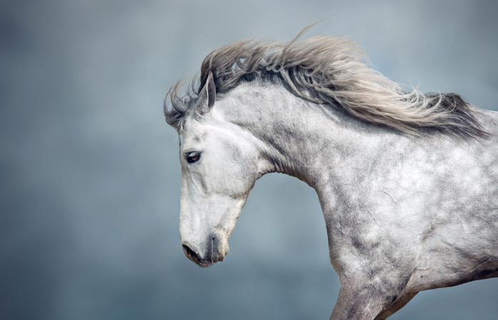 horse race