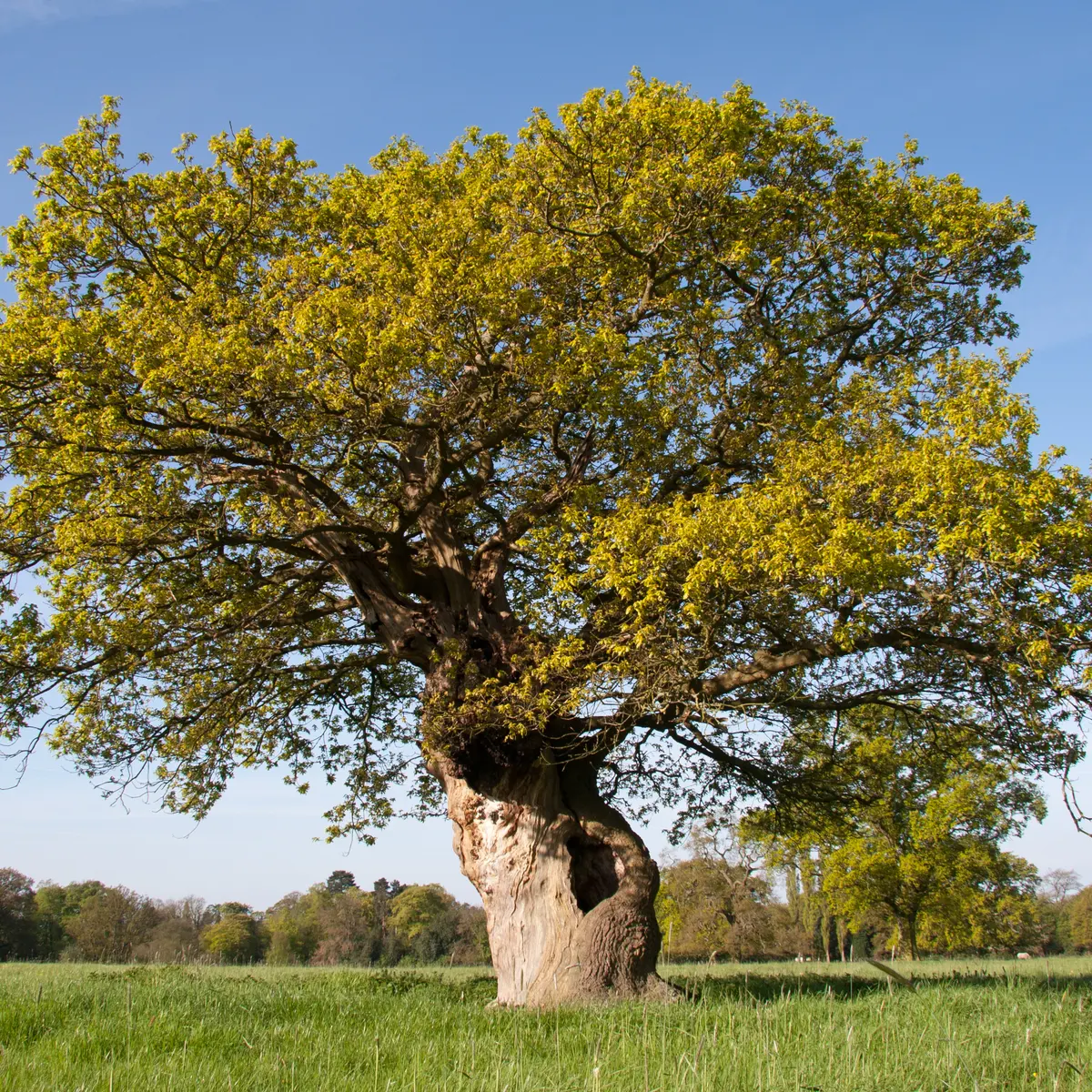 pear-tree