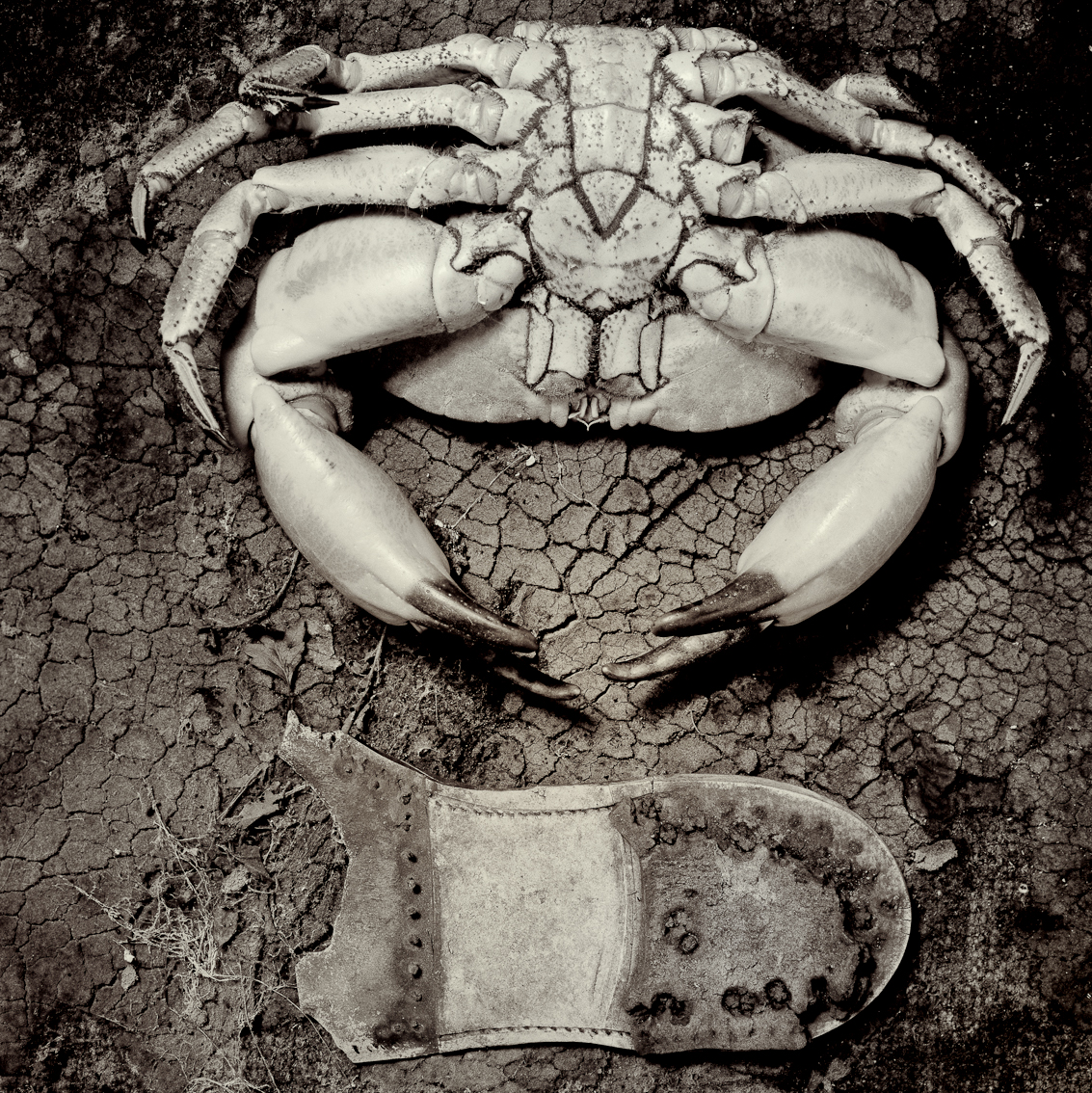 crustacean