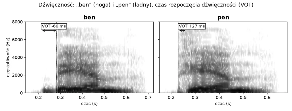 Spektrogramy ben i pen: ben jest udźwięcznione wcześniej (VOT minus 66 ms), pen ma przydech (VOT plus 27 ms)