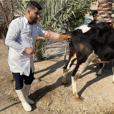 عيادة المجد البيطرية