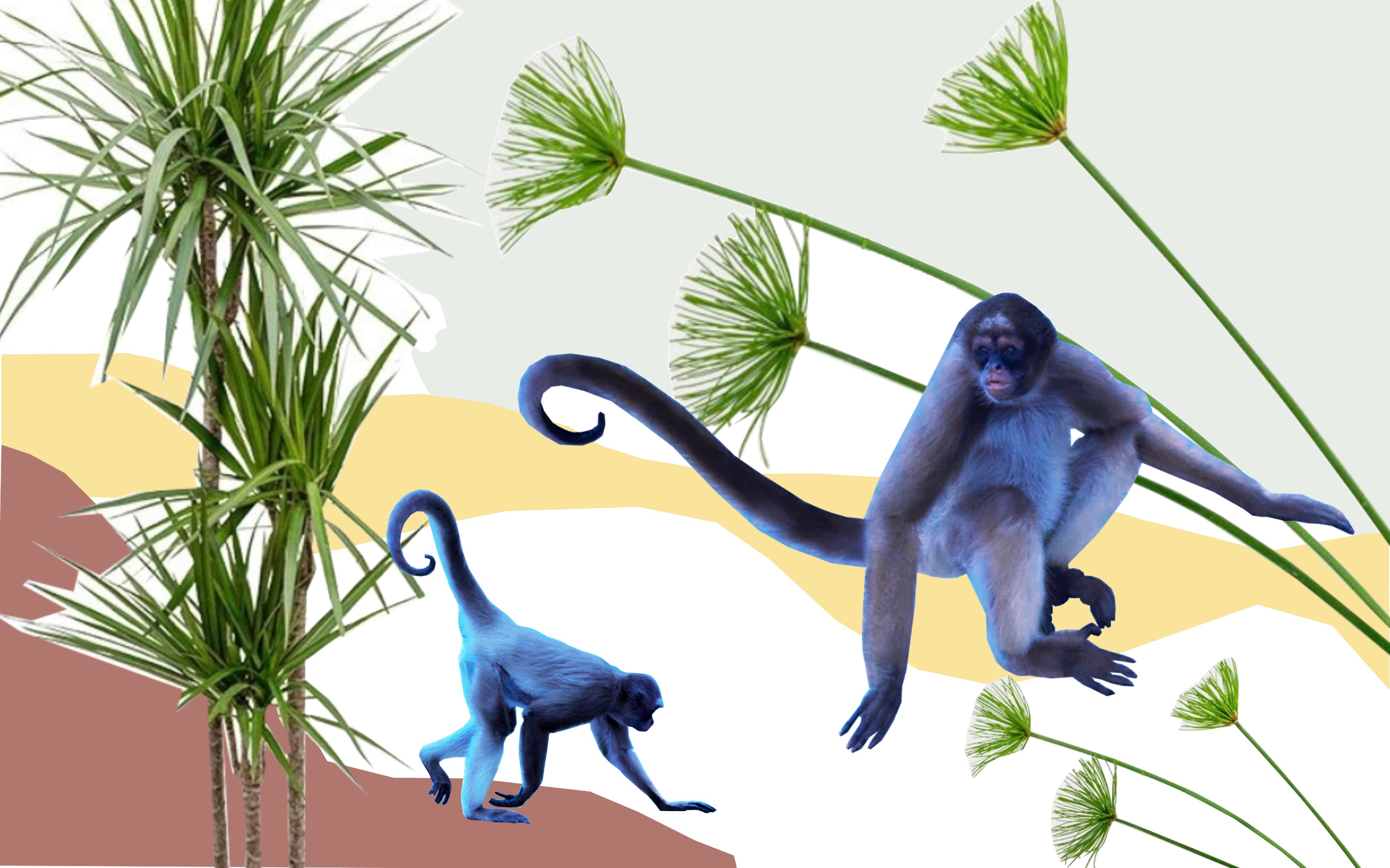 Monkeys