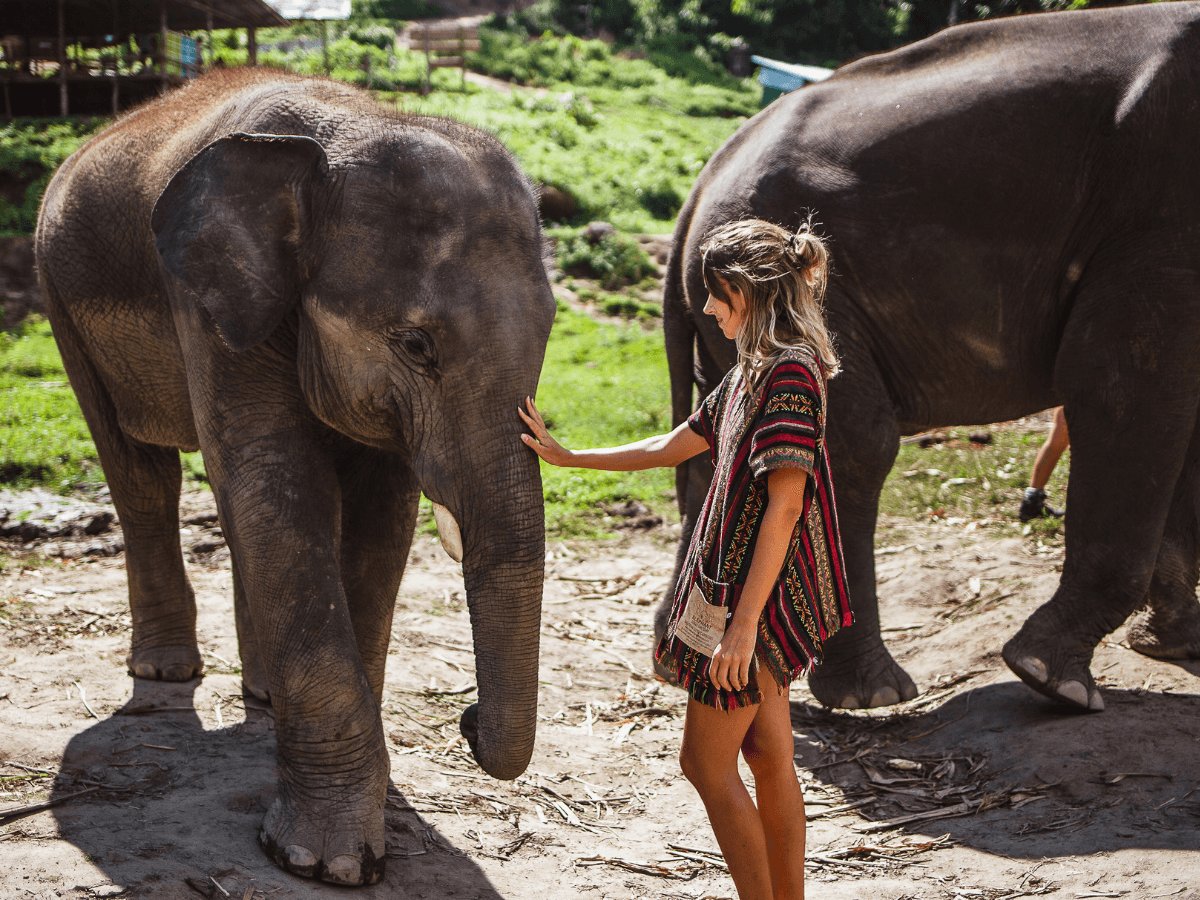 ethical elephant sanctuary chiang mai