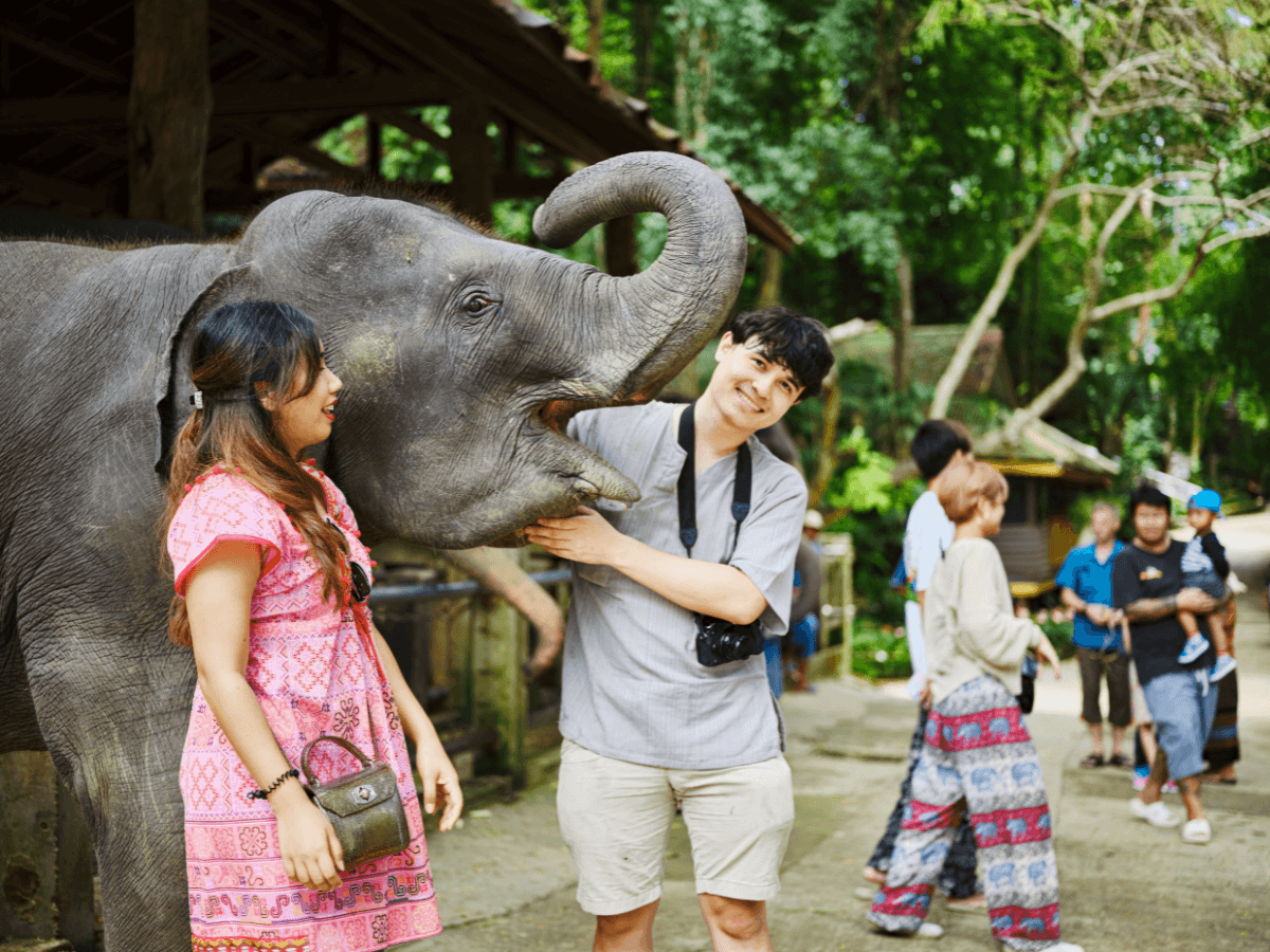 เชียงใหม่ ปางช้าง