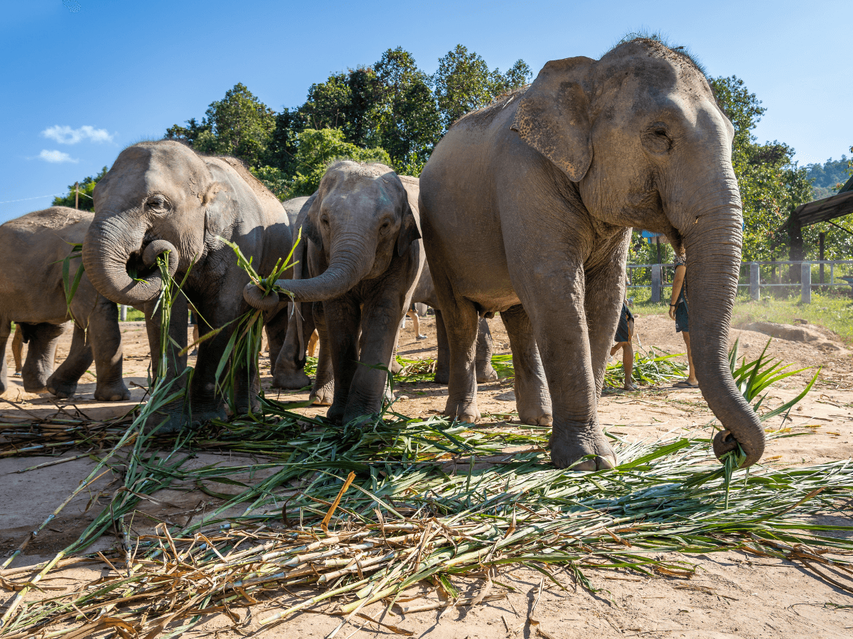 ethical elephant sanctuary in Chiang Mai