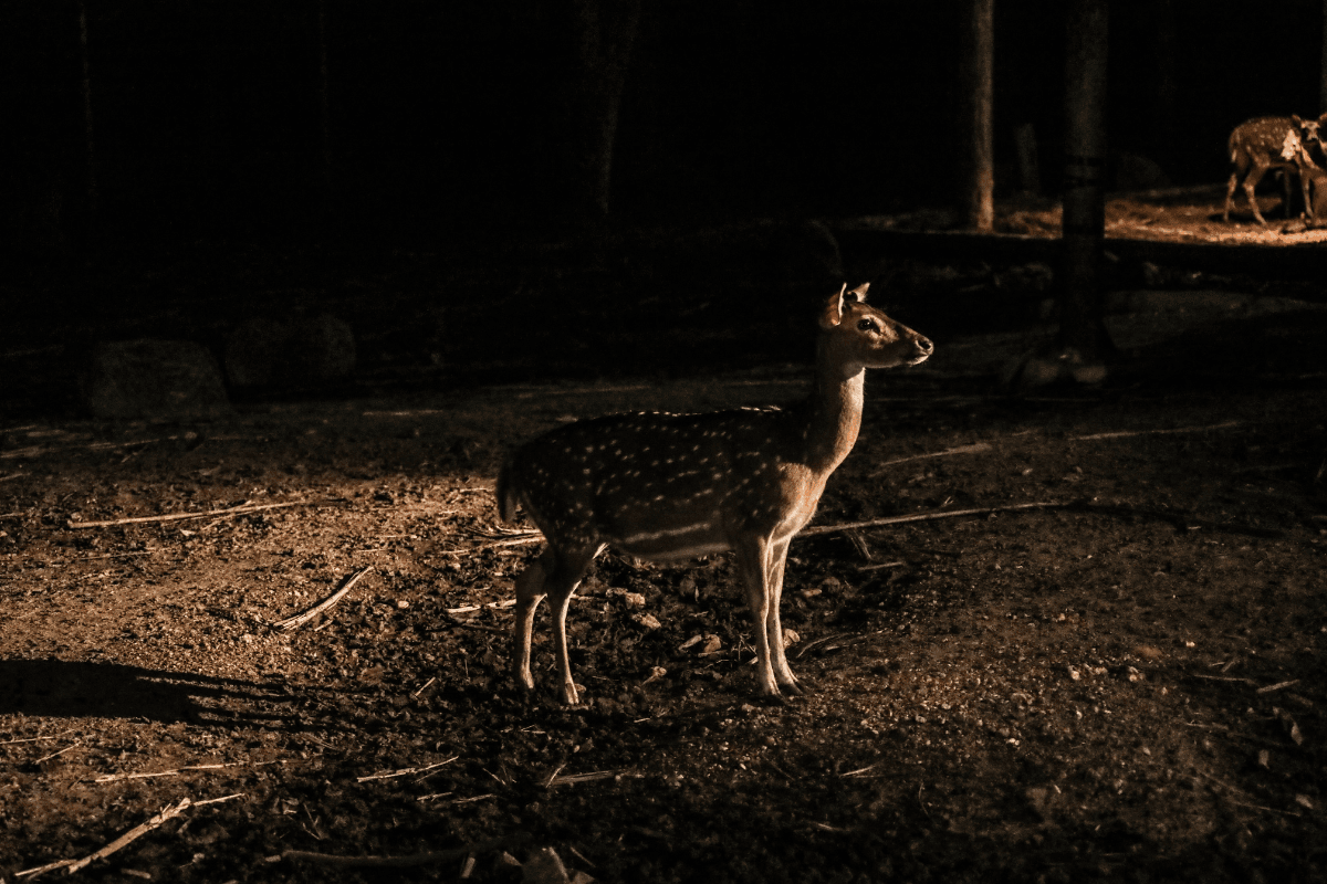 Chiang Mai Night Safari