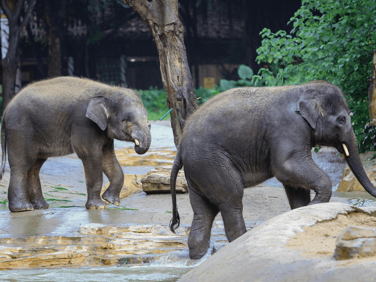 ethical elephant sanctuary in Chiang Mai