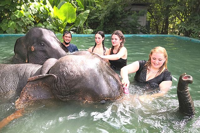 Phuket Elephant Care Sanctuary