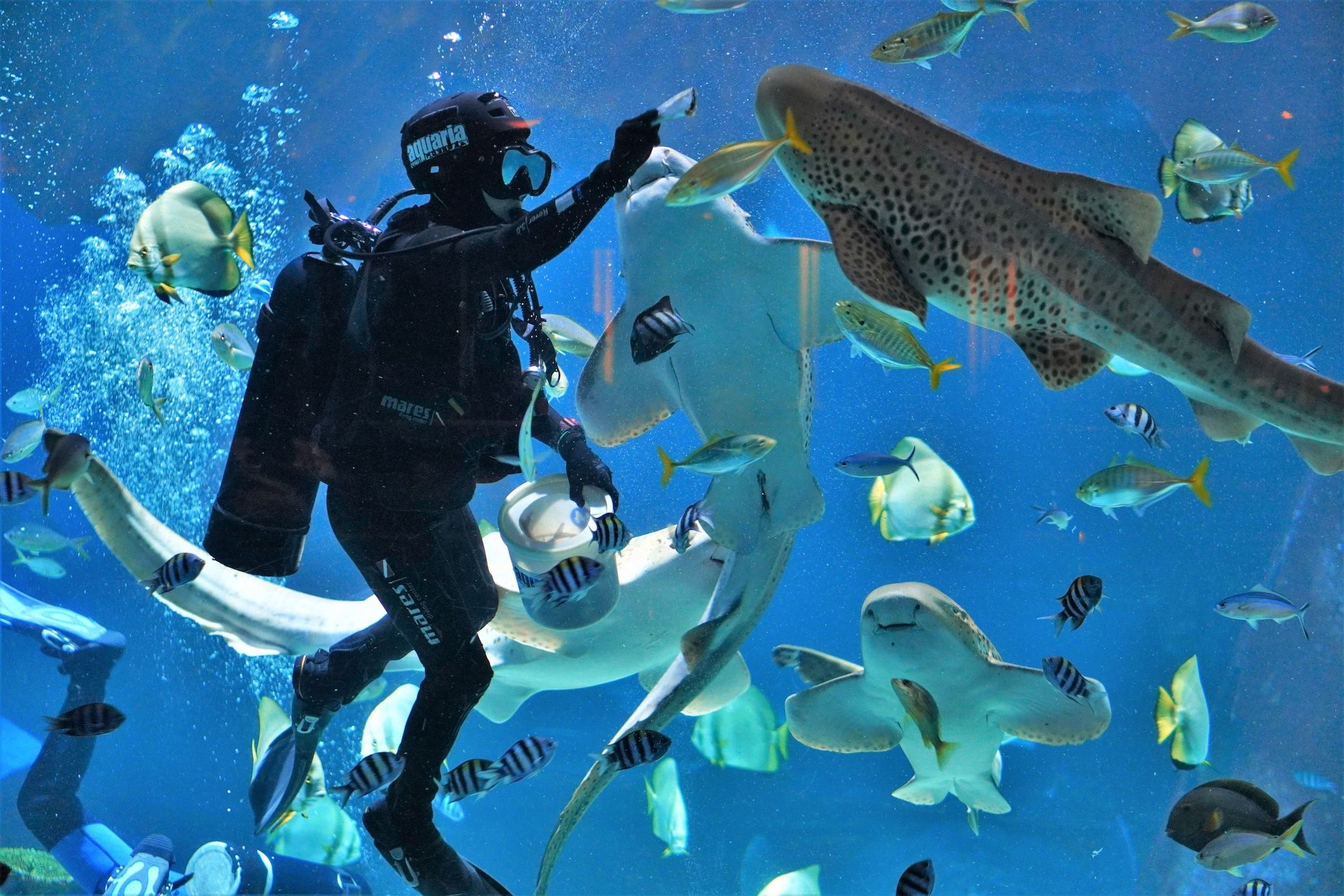 Aquaria Phuket Feeding Show